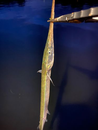 ダツの釣果