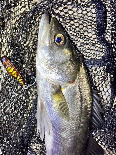 スズキの釣果