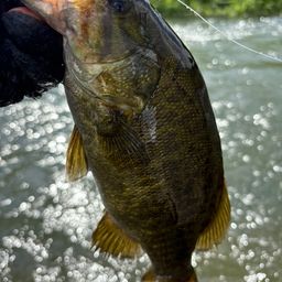 スモールマウスバス