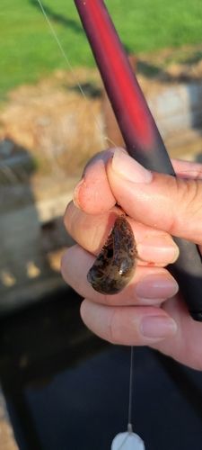 ヌマチチブの釣果