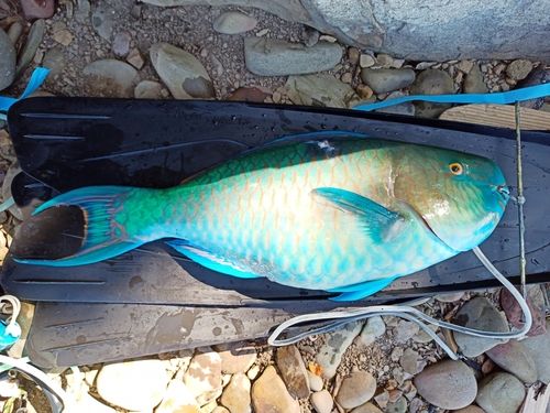 イラブチャーの釣果