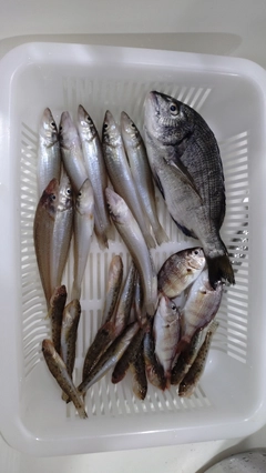 キスの釣果