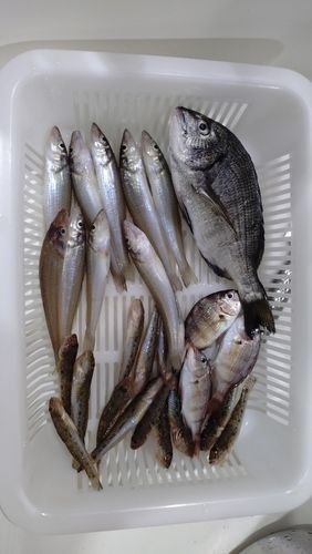 キスの釣果