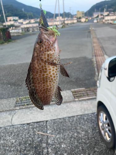 オオモンハタの釣果