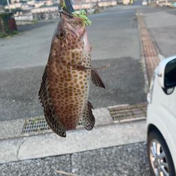 オオモンハタ