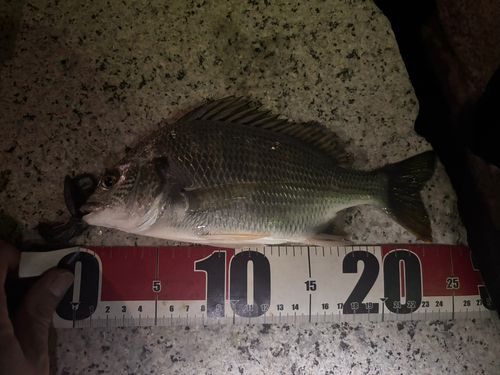 キビレの釣果