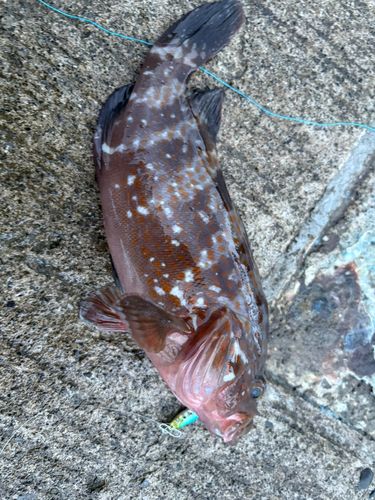 キジハタの釣果