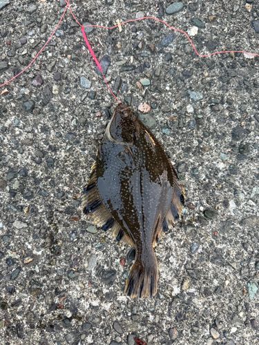 カワガレイの釣果