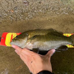 スモールマウスバス