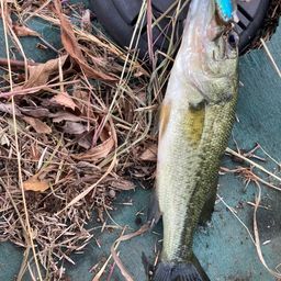 ラージマウスバス