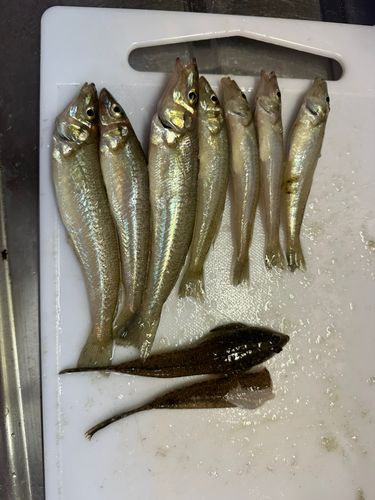 キスの釣果
