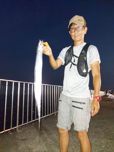 タチウオの釣果