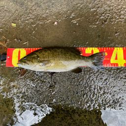 スモールマウスバス