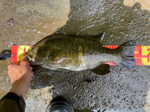 スモールマウスバスの釣果