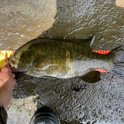 スモールマウスバス