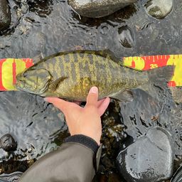 スモールマウスバス