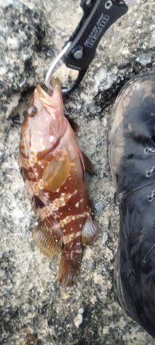 キジハタの釣果