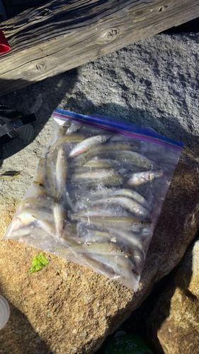 キスの釣果