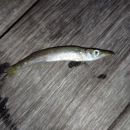 カマス