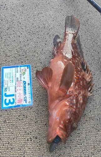 キジハタの釣果