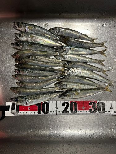 サバの釣果