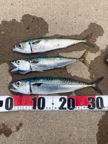 サバの釣果