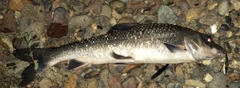 ニゴイの釣果