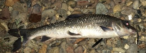 ニゴイの釣果