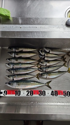 サバの釣果