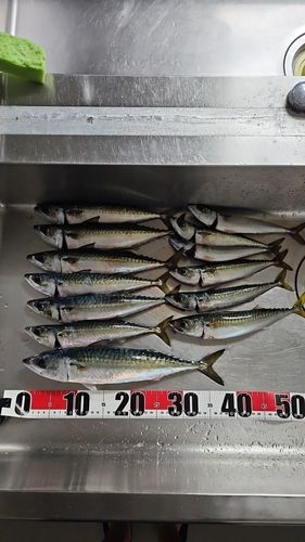 サバの釣果