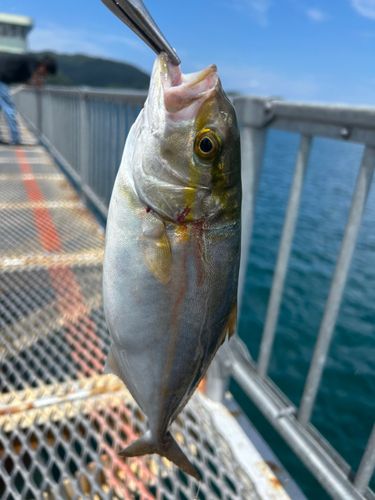 ネリゴの釣果