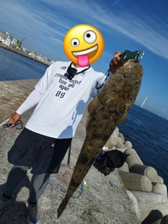 マゴチの釣果