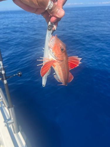 カナガシラの釣果