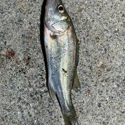 セイゴ（ヒラスズキ）