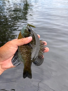 ブルーギルの釣果