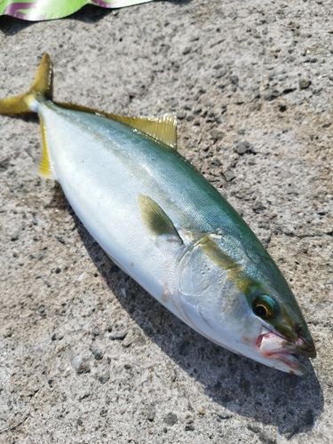 ツバスの釣果