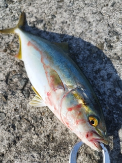 ツバスの釣果