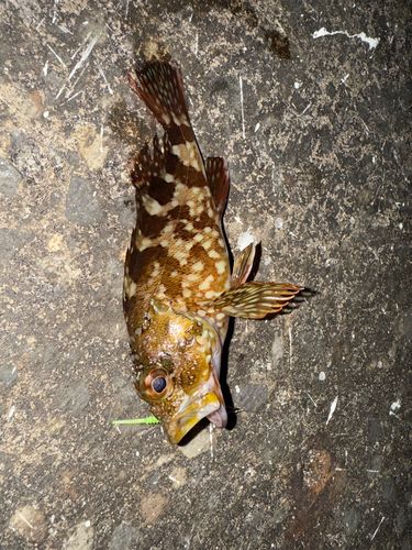 ガシラの釣果