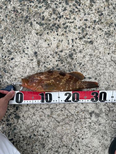 キジハタの釣果