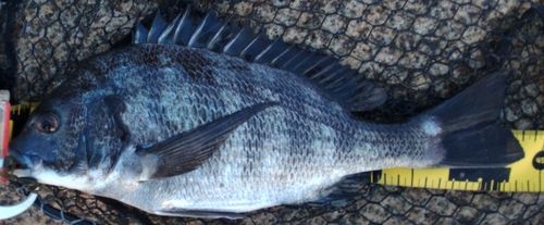 チヌの釣果
