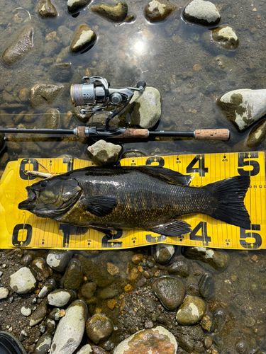 スモールマウスバスの釣果