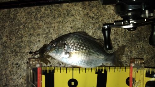 キビレの釣果