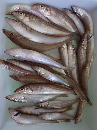 シロギスの釣果