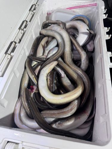 マアナゴの釣果