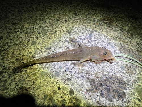 マハゼの釣果