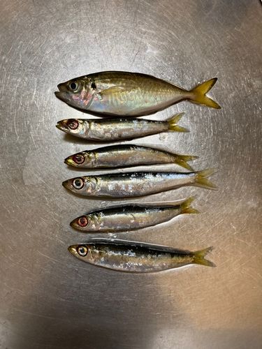 アジの釣果