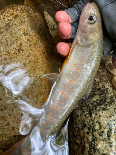 イワナの釣果