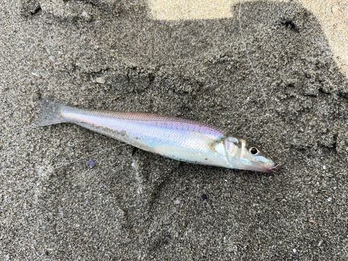 キスの釣果