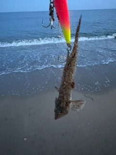 メゴチの釣果