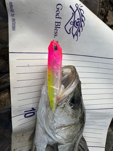 スズキの釣果